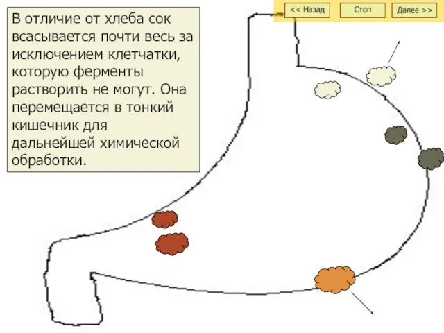 В отличие от хлеба сок всасывается почти весь за исключением клетчатки, которую