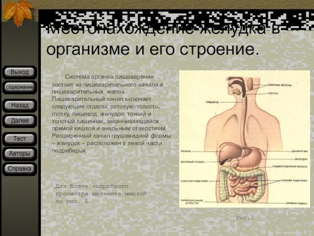 Местонахождение желудка в организме и его строение. Система органов пищеварения состоит из