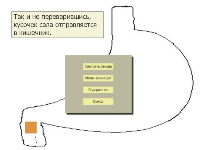 Так и не переварившись, кусочек сала отправляется в кишечник.