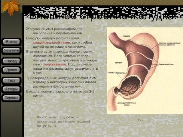 Внешнее строение желудка. Желудок служит резервуаром для накопления и переваривания. Снаружи желудок
