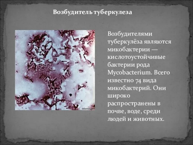 Возбудитель туберкулеза Возбудителями туберкулёза являются микобактерии — кислотоустойчивые бактерии рода Mycobacterium. Всего