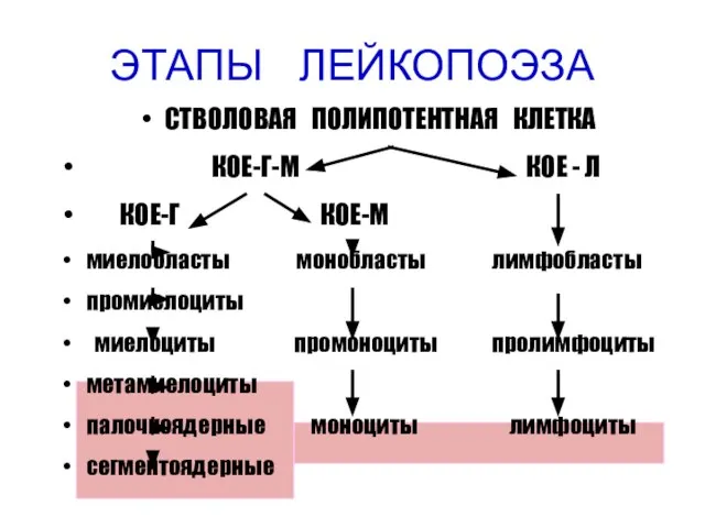 ЭТАПЫ ЛЕЙКОПОЭЗА СТВОЛОВАЯ ПОЛИПОТЕНТНАЯ КЛЕТКА КОЕ-Г-М КОЕ - Л КОЕ-Г КОЕ-М миелобласты