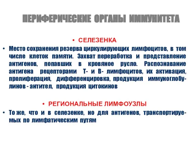 ПЕРИФЕРИЧЕСКИЕ ОРГАНЫ ИММУНИТЕТА СЕЛЕЗЕНКА Место сохранения резерва циркулирующих лимфоцитов, в том числе