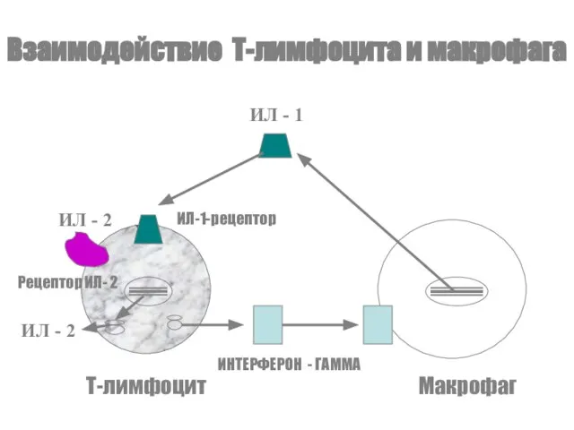Взаимодействие Т-лимфоцита и макрофага ИЛ - 1 ИЛ-1-рецептор ИЛ - 2 Рецептор