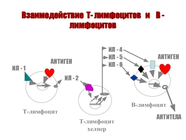 Взаимодействие Т- лимфоцитов и В - лимфоцитов Т-лимфоцит Т-лимфоцит хелпер В-лимфоцит АНТИТЕЛА