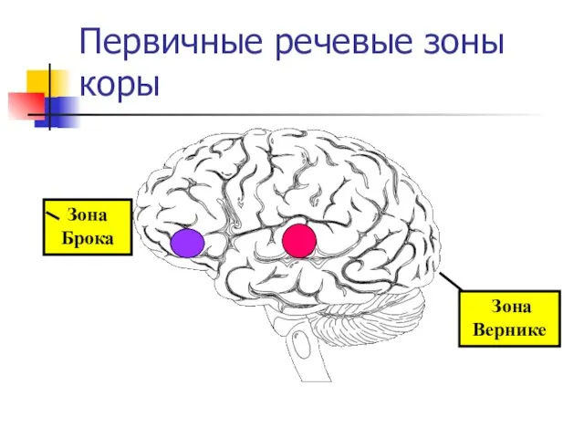 Первичные речевые зоны коры Зона Брока Зона Вернике