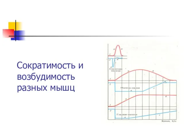 Сократимость и возбудимость разных мышц