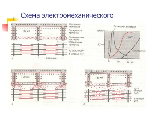 Схема электромеханического сопряжения