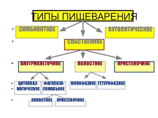 ТИПЫ ПИЩЕВАРЕНИЯ СИМБИОНТНОЕ АУТОЛИТИЧЕСКОЕ СОБСТВЕННОЕ ВНУТРИКЛЕТОЧНОЕ ПОЛОСТНОЕ ПРИСТЕНОЧНОЕ ЦИТОПЛАЗ- ФАГОЛИЗО- МОНОФАЗНОЕ ГЕТЕРОФАЗНОЕ МАТИЧЕСКОЕ СОМАЛЬНОЕ ПОЛОСТНОЕ ПРИСТЕНОЧНОЕ