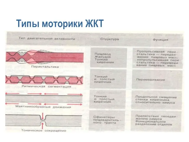 Типы моторики ЖКТ