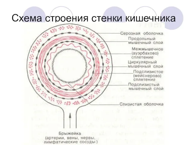 Схема строения стенки кишечника