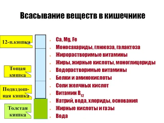 Всасывание веществ в кишечнике Ca, Mg, Fe Моносахариды, глюкоза, галактоза Жирорастворимые витамины