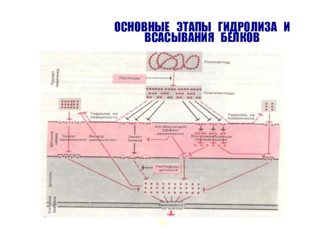 ОСНОВНЫЕ ЭТАПЫ ГИДРОЛИЗА И ВСАСЫВАНИЯ БЕЛКОВ