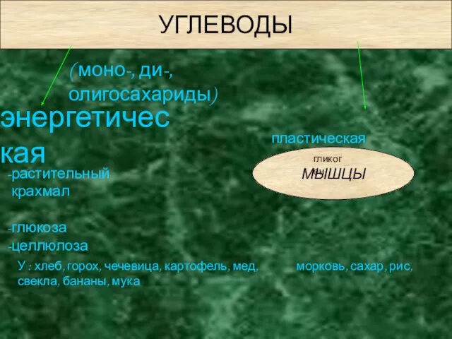 УГЛЕВОДЫ ( моно-, ди-, олигосахариды) энергетическая пластическая растительный крахмал глюкоза целлюлоза МЫШЦЫ