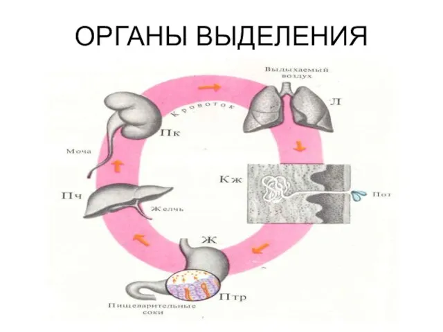 ОРГАНЫ ВЫДЕЛЕНИЯ