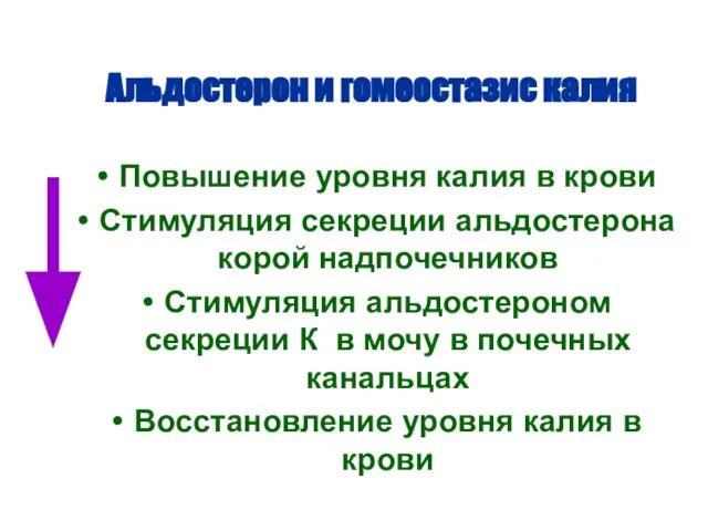 Альдостерон и гомеостазис калия Повышение уровня калия в крови Стимуляция секреции альдостерона