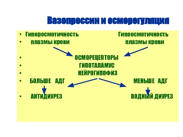 Вазопрессин и осморегуляция Гиперосмотичность Гипоосмотичность плазмы крови плазмы крови ОСМОРЕЦЕПТОРЫ ГИПОТАЛАМУС НЕЙРОГИПОФИЗ