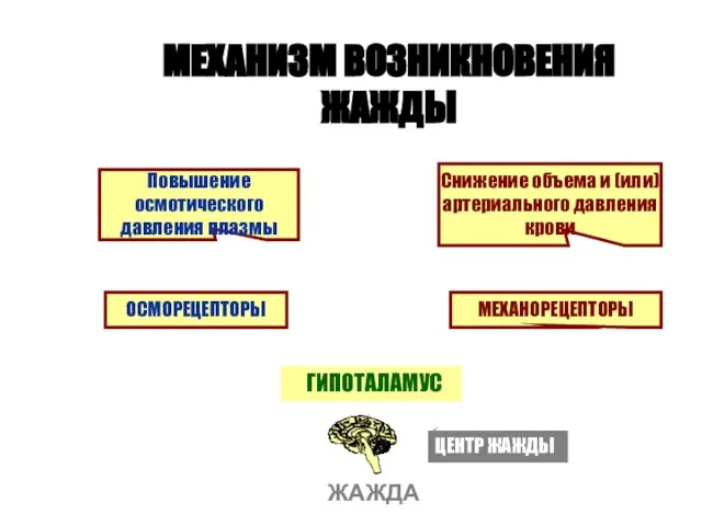 МЕХАНИЗМ ВОЗНИКНОВЕНИЯ ЖАЖДЫ Повышение осмотического давления плазмы Снижение объема и (или) артериального