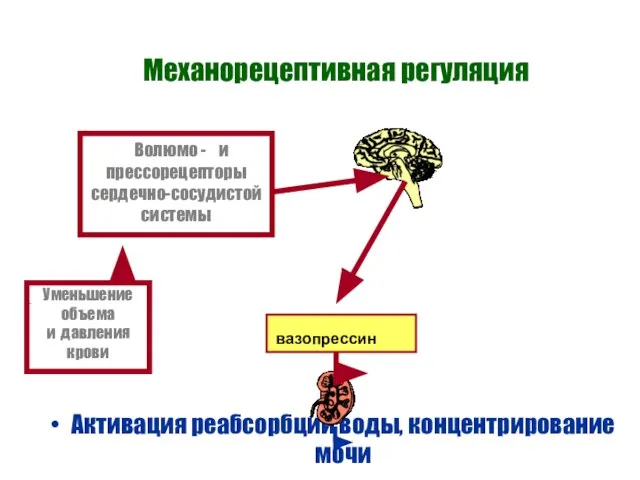 Механорецептивная регуляция Активация реабсорбции воды, концентрирование мочи Уменьшение объема и давления крови