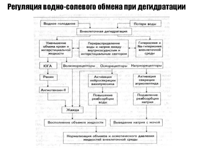 Регуляция водно-солевого обмена при дегидратации