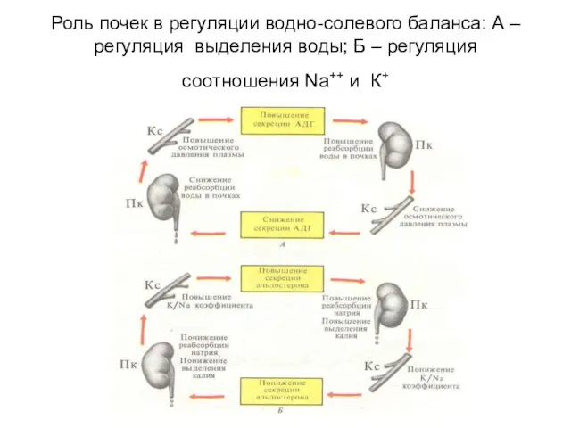 Роль почек в регуляции водно-солевого баланса: А – регуляция выделения воды; Б