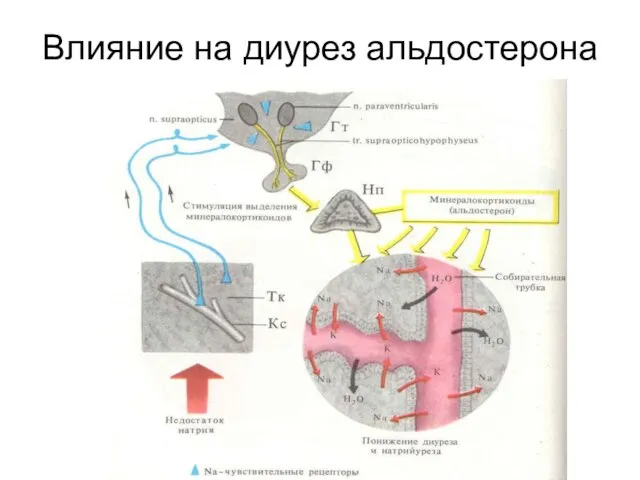 Влияние на диурез альдостерона