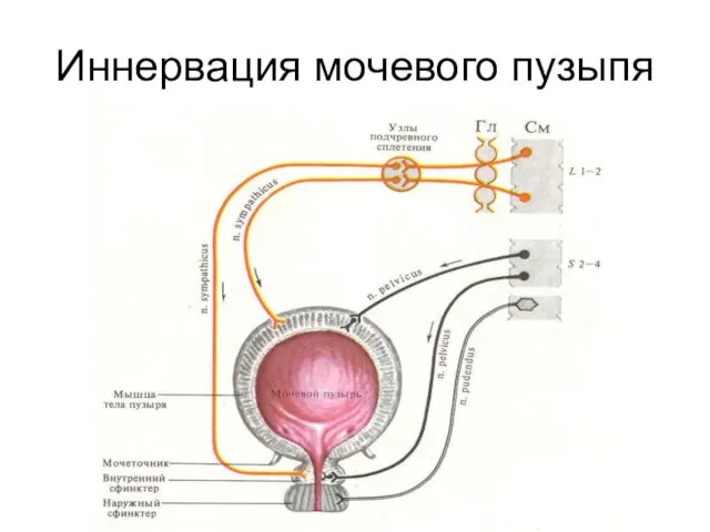 Иннервация мочевого пузыпя