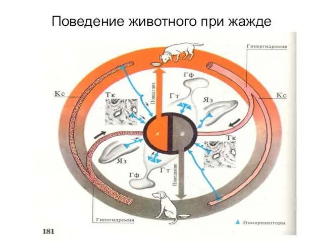 Поведение животного при жажде