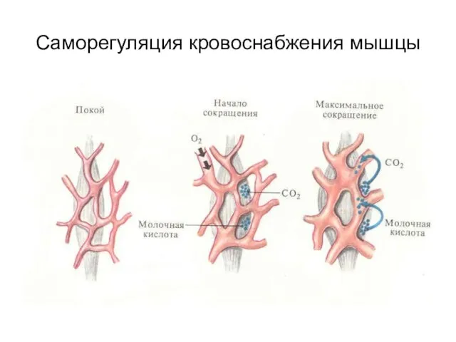 Саморегуляция кровоснабжения мышцы