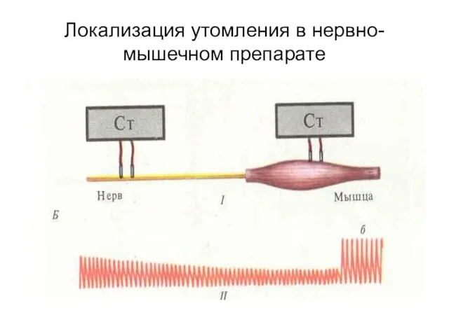 Локализация утомления в нервно-мышечном препарате