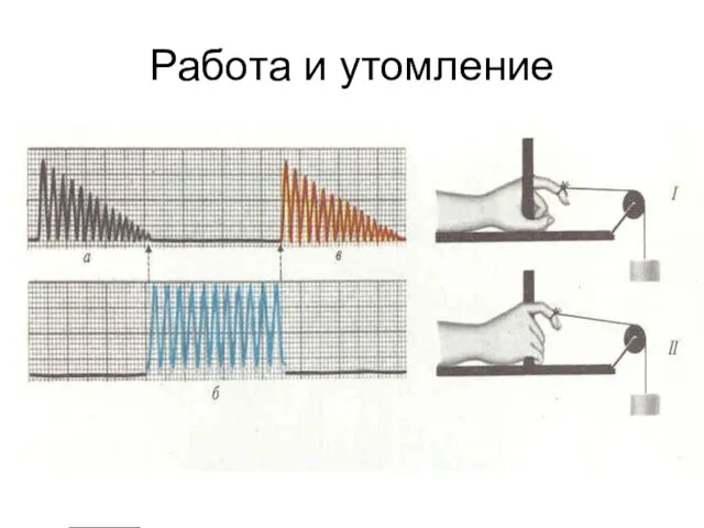 Работа и утомление