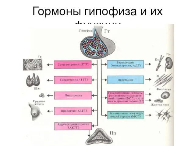 Гормоны гипофиза и их функции