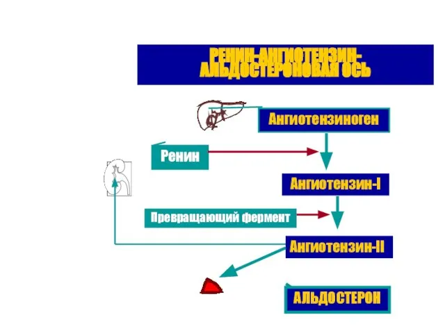 РЕНИН-АНГИОТЕНЗИН-АЛЬДОСТЕРОНОВАЯ ОСЬ Ангиотензиноген Ренин Ангиотензин-I Превращающий фермент Ангиотензин-II АЛЬДОСТЕРОН