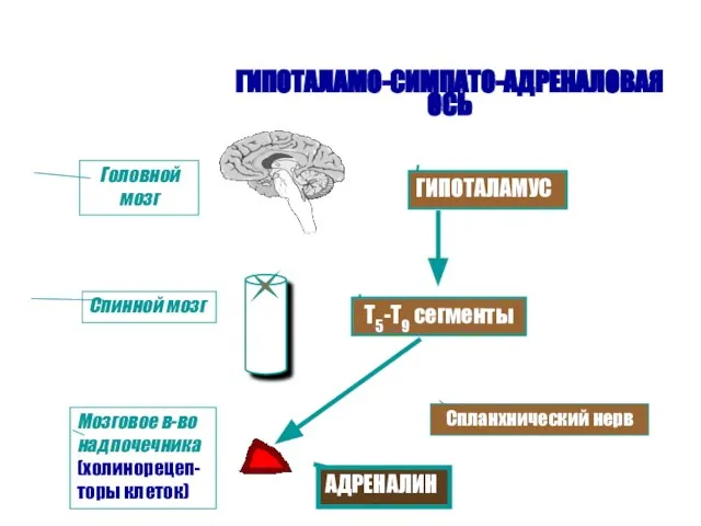 ГИПОТАЛАМО-СИМПАТО-АДРЕНАЛОВАЯ ОСЬ ГИПОТАЛАМУС Т5-Т9 сегменты Спланхнический нерв Головной мозг Спинной мозг Мозговое