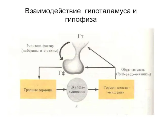 Взаимодействие гипоталамуса и гипофиза