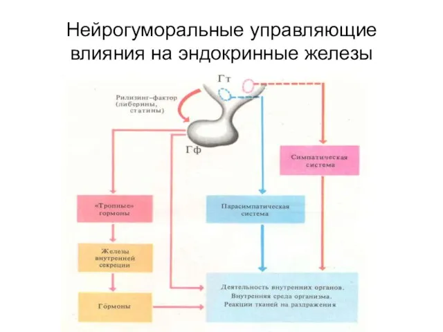 Нейрогуморальные управляющие влияния на эндокринные железы