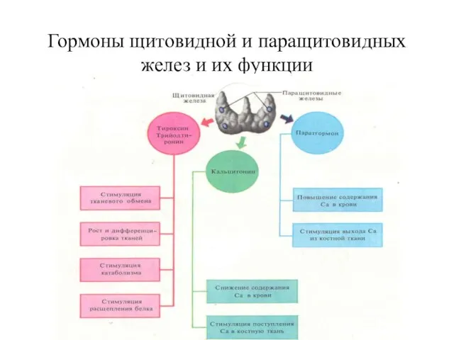 Гормоны щитовидной и паращитовидных желез и их функции