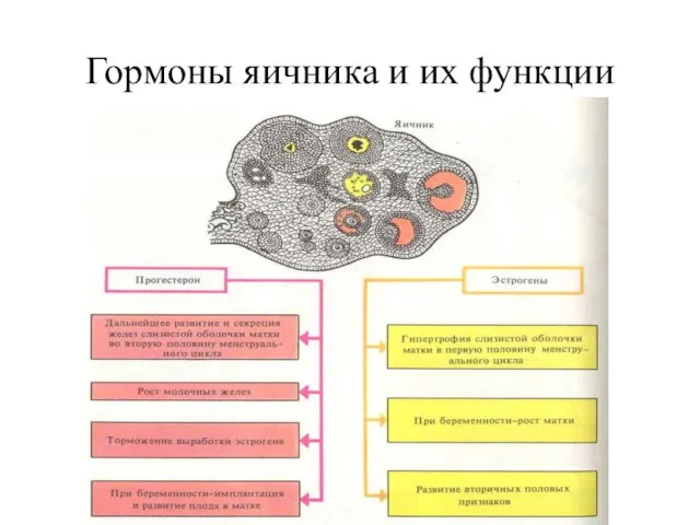 Гормоны яичника и их функции