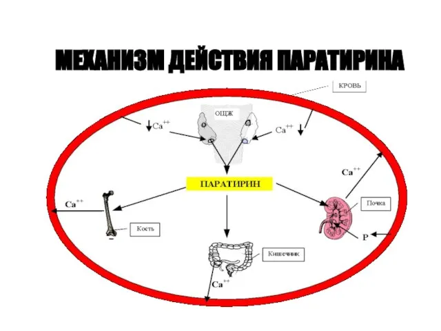 МЕХАНИЗМ ДЕЙСТВИЯ ПАРАТИРИНА