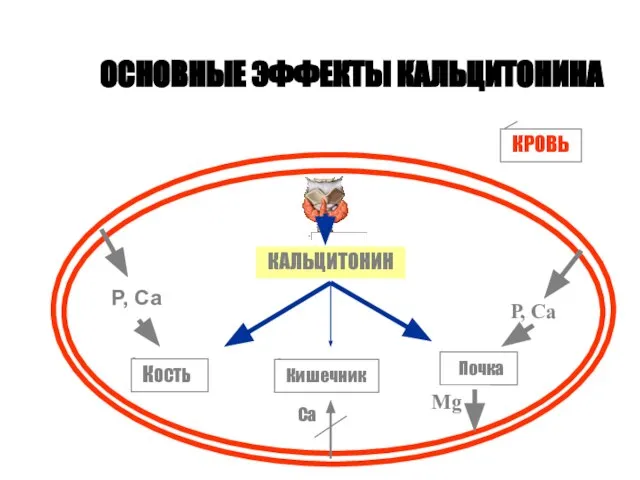 ОСНОВНЫЕ ЭФФЕКТЫ КАЛЬЦИТОНИНА КАЛЬЦИТОНИН КОСТЬ Кишечник Почка Р, Са Р, Са Ca Mg КРОВЬ