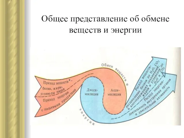 Общее представление об обмене веществ и энергии