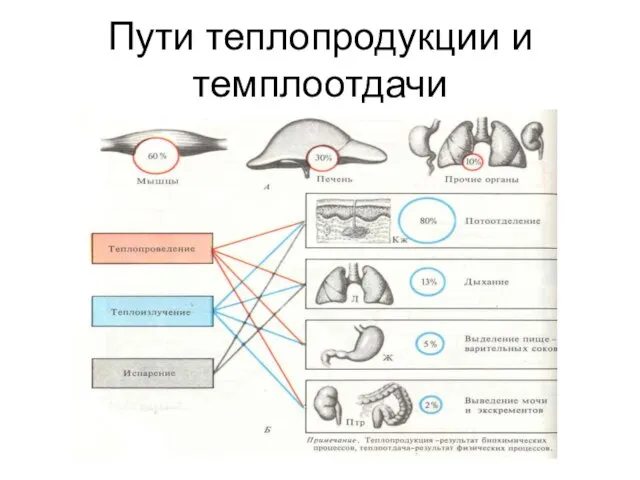 Пути теплопродукции и темплоотдачи