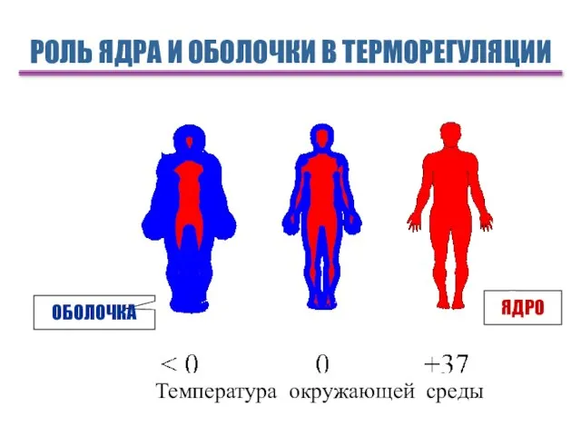 РОЛЬ ЯДРА И ОБОЛОЧКИ В ТЕРМОРЕГУЛЯЦИИ ОБОЛОЧКА ЯДРО Температура окружающей среды