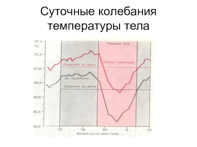 Суточные колебания температуры тела