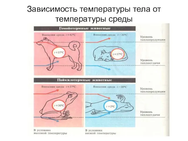 Зависимость температуры тела от температуры среды