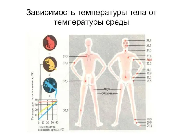 Зависимость температуры тела от температуры среды