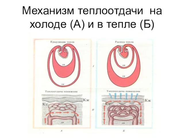 Механизм теплоотдачи на холоде (А) и в тепле (Б)