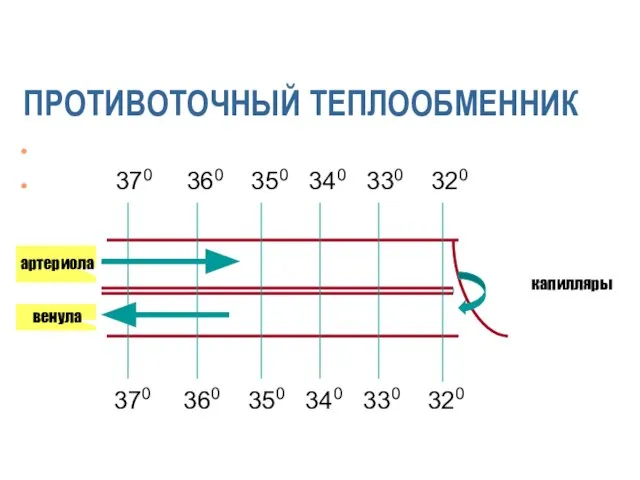 ПРОТИВОТОЧНЫЙ ТЕПЛООБМЕННИК 370 360 350 340 330 320 артериола венула 370 360