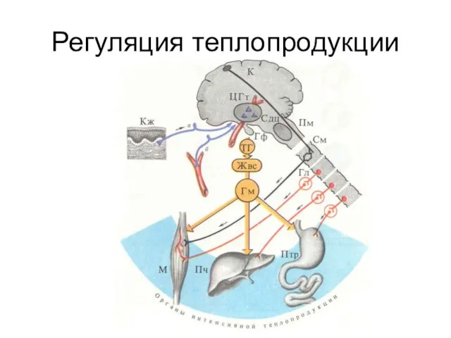 Регуляция теплопродукции