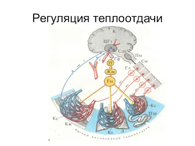 Регуляция теплоотдачи